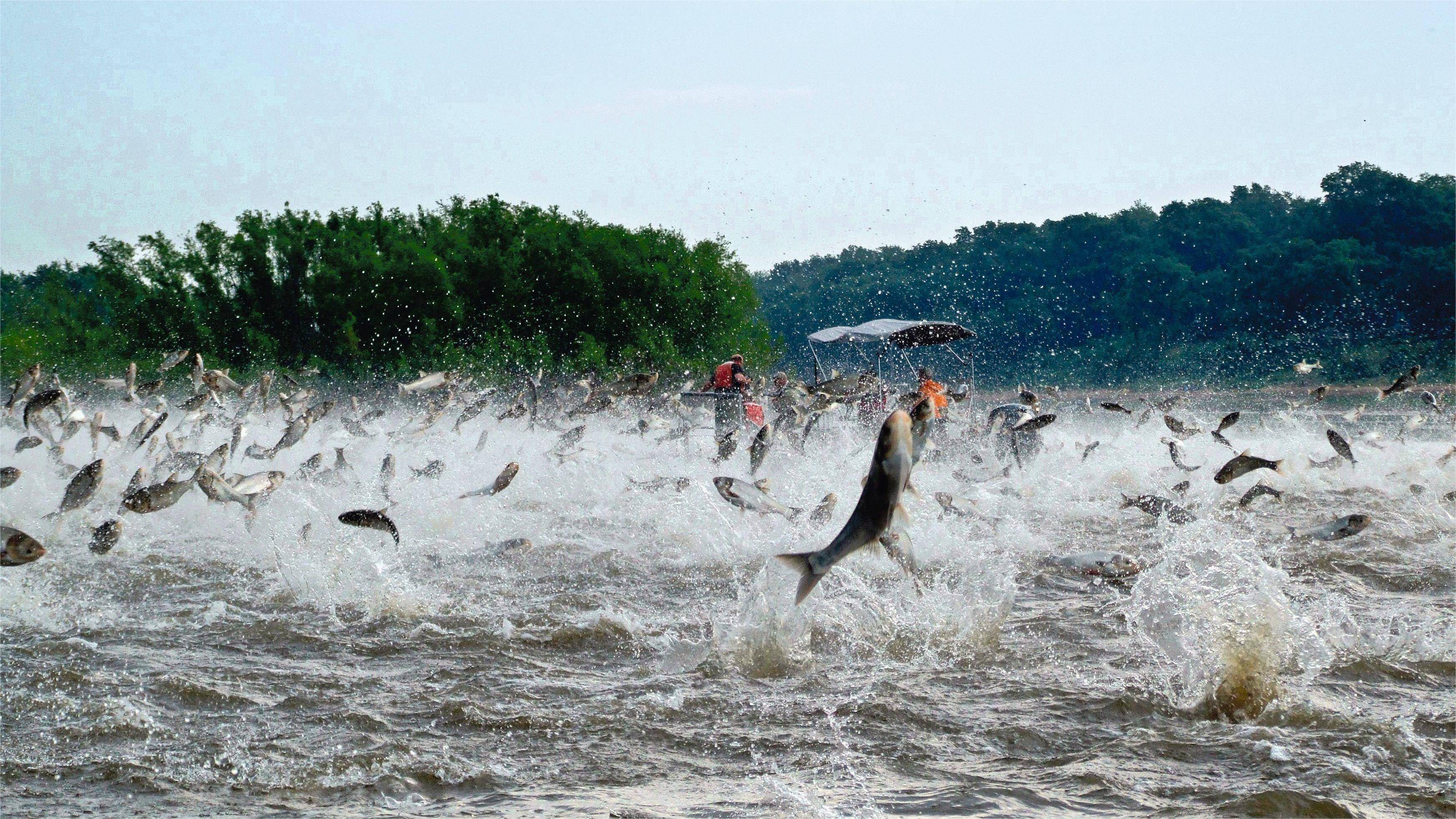 花鲢养殖用什么肥料?花白鲢养殖肥水方法,明白这些很重要