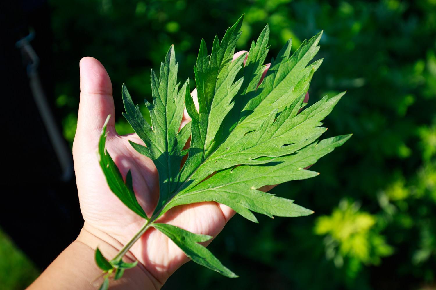 蕲艾是一种多年生草本植物