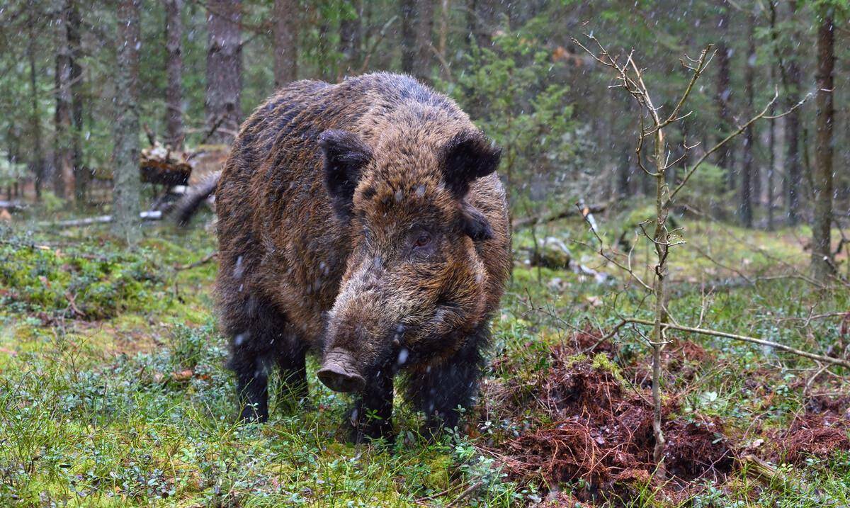 原创野猪群袭击炊事班吃掉锅里的饭菜咬伤炊事员被战士们狂打