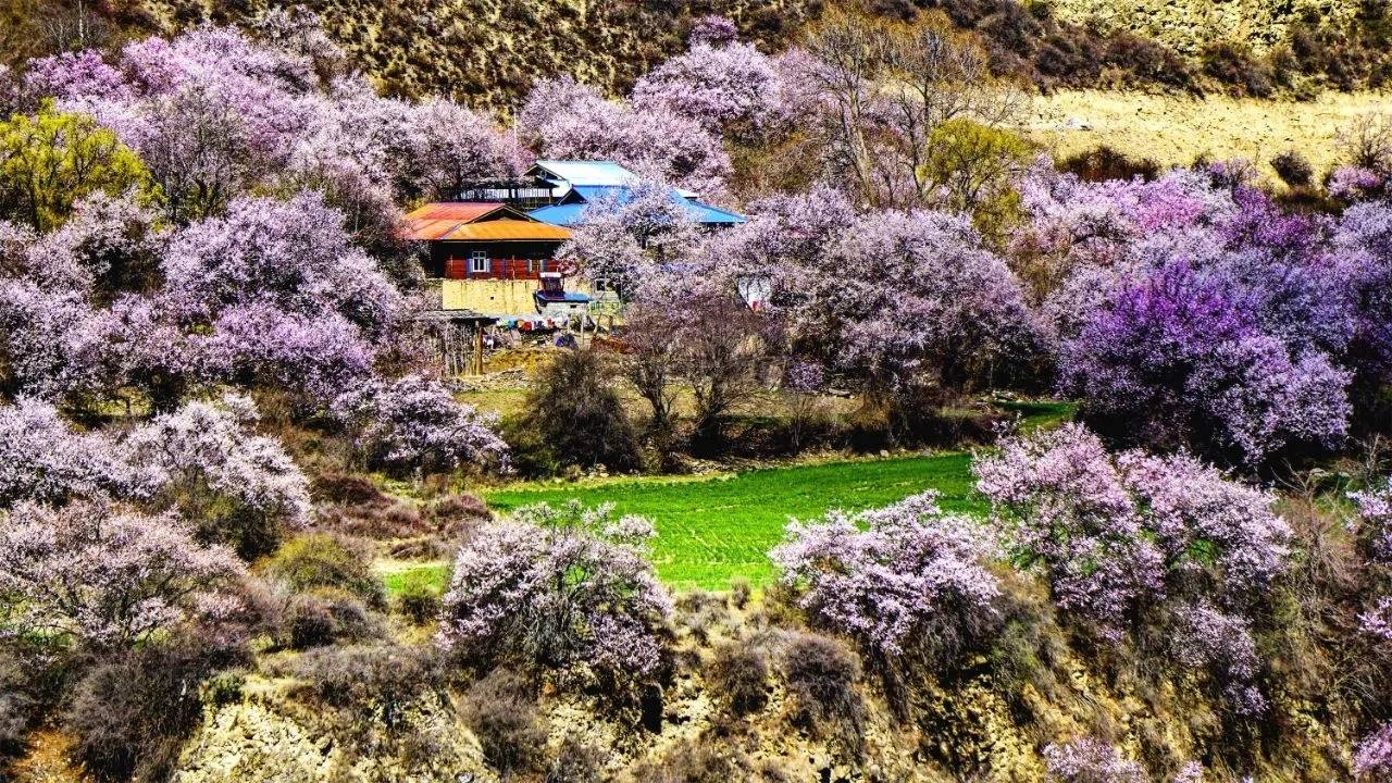 第四天:林芝—雅鲁藏布大峡谷—雅尼湿地公园