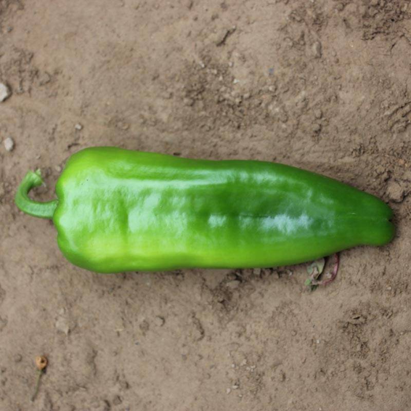 同乐十一牛角椒种子_全国_杂交种_成果