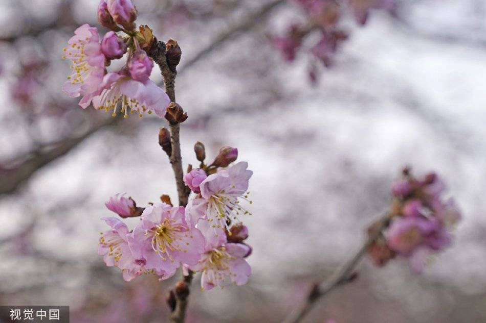 来赏花！武汉东湖早樱绽放 游客纷至沓来-搜狐大视野-搜狐新闻
