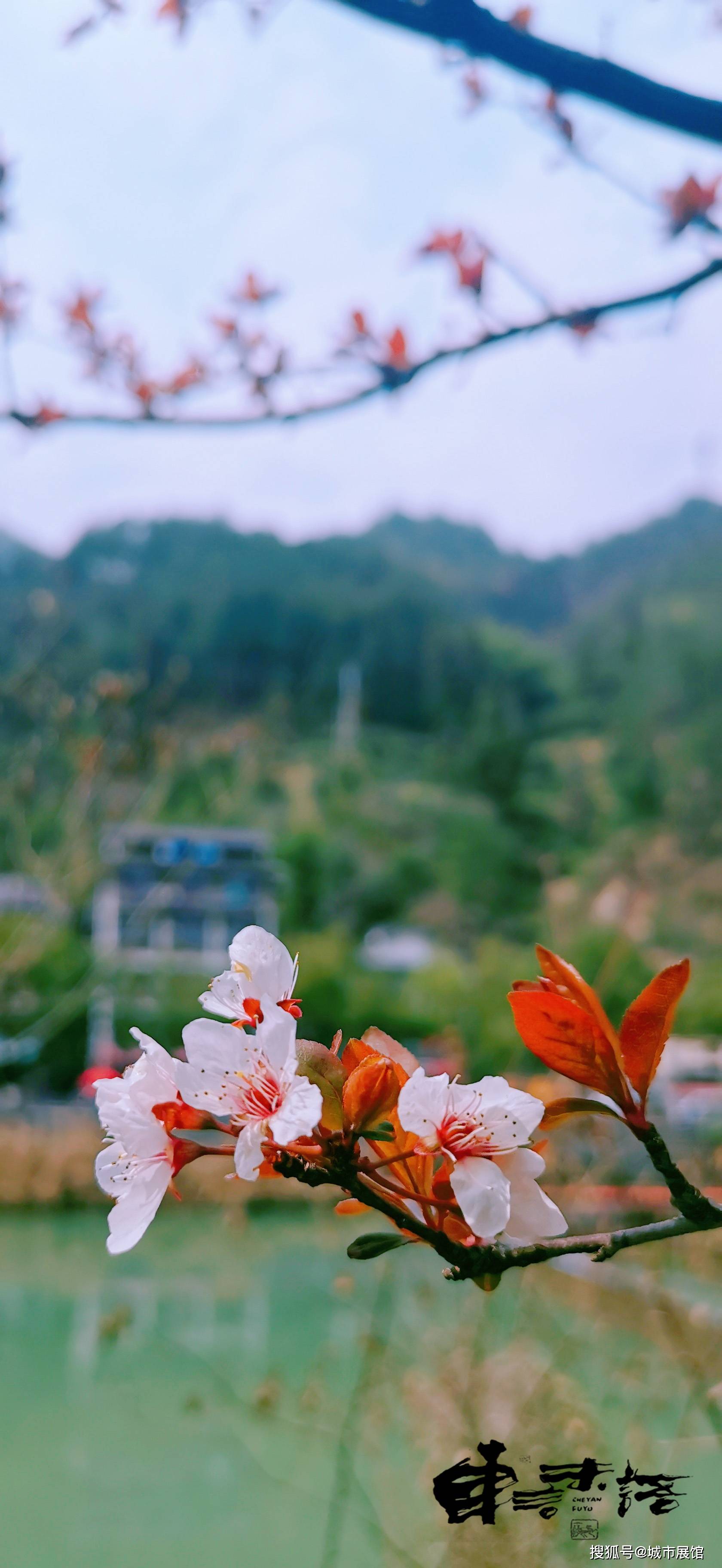 春天的图片 壁纸 意境图片