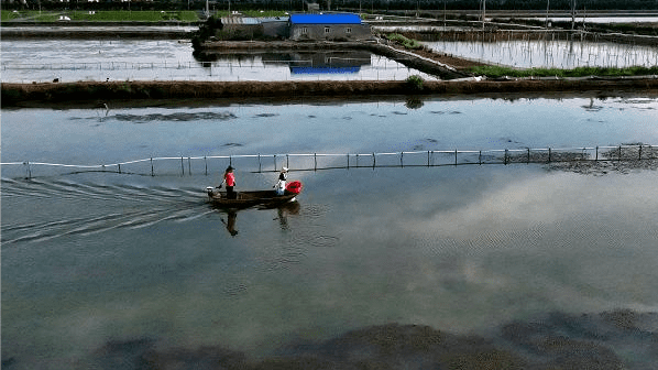 春季蟹塘肥水用什么肥料蟹塘肥水注意哪些问题本文告诉你