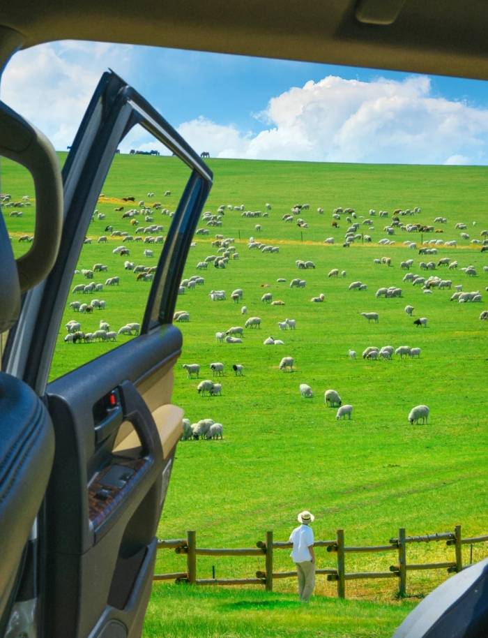 内蒙古呼伦贝尔有什么旅游景点特色尽情感受自由之风呼伦贝尔旅游攻略