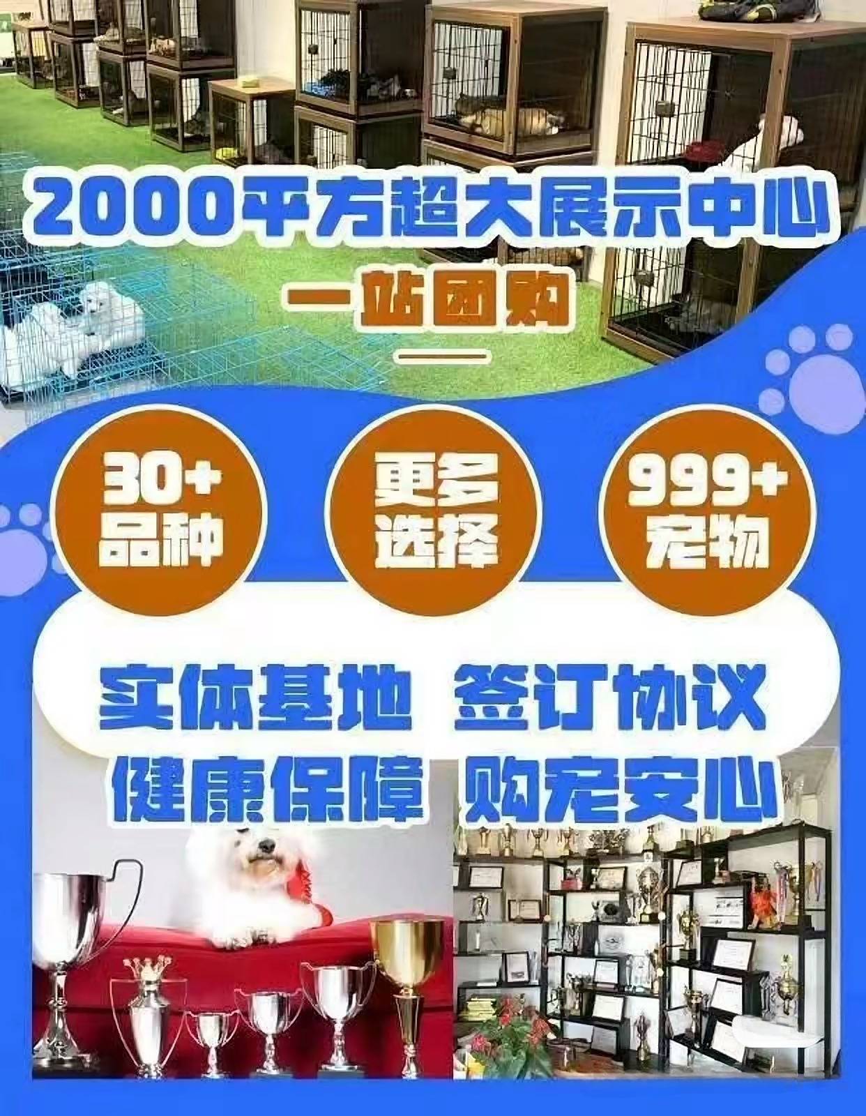 杭州哪里有正规犬舍猫舍杭州买宠物这里安全可靠可实体店挑选宠物