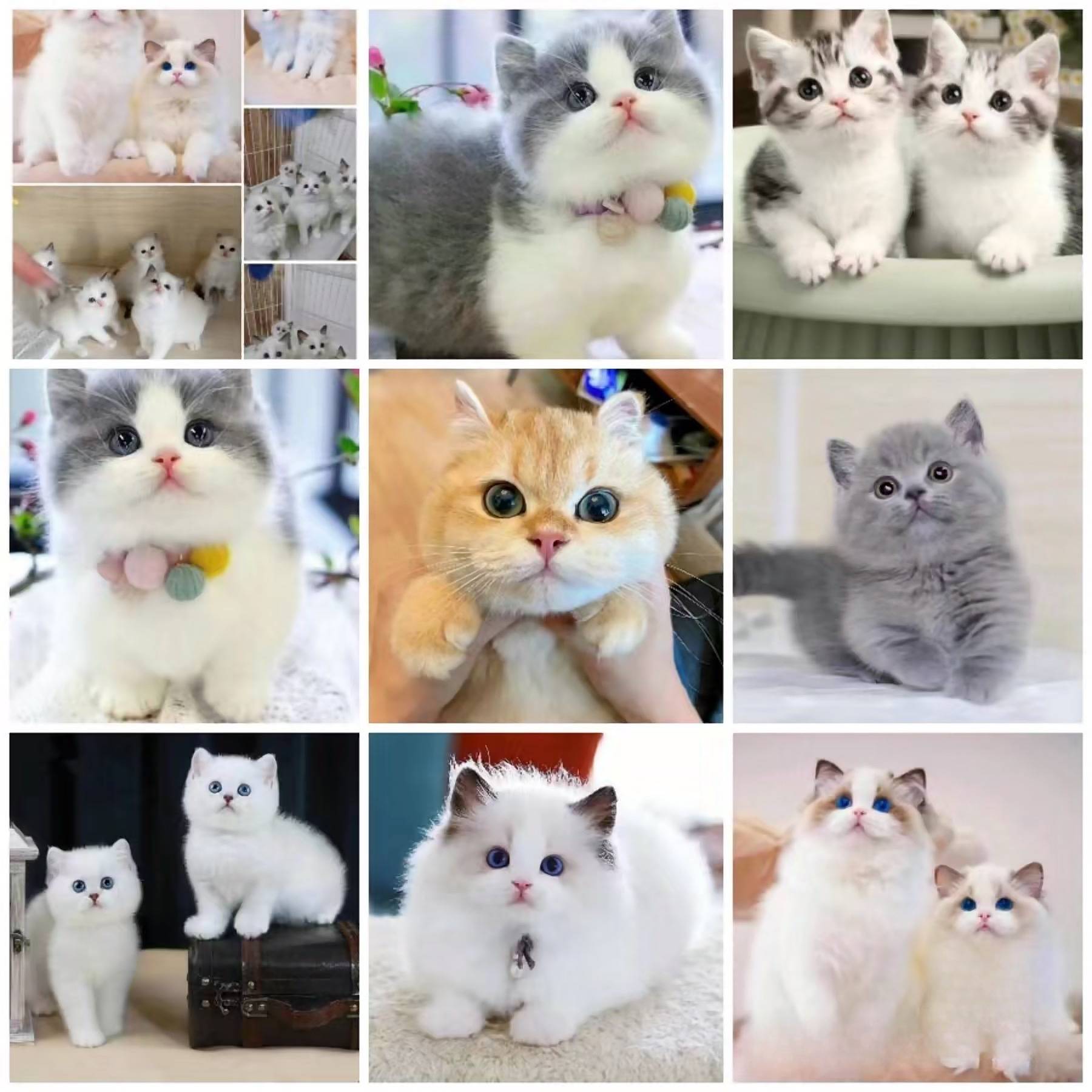 猫,曼基康,银点猫,美短猫,加菲猫,蓝金猫以及纯白猫等各种颜色和品种