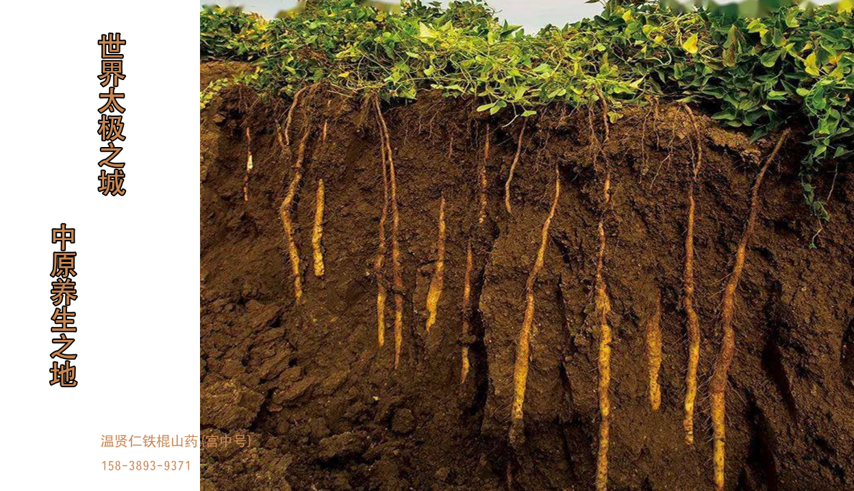 温县垆土铁棍山药功效与作用引领健康绿色补品新风尚一起来学习学习