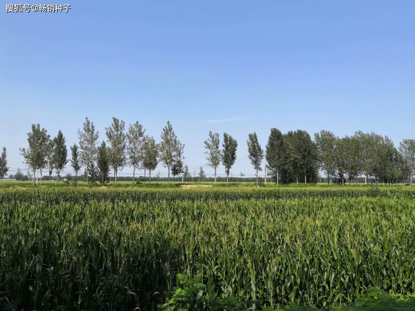 2024年3月5日安徽省农业农村厅2020年审定玉米品种"丰大611"(审定编号