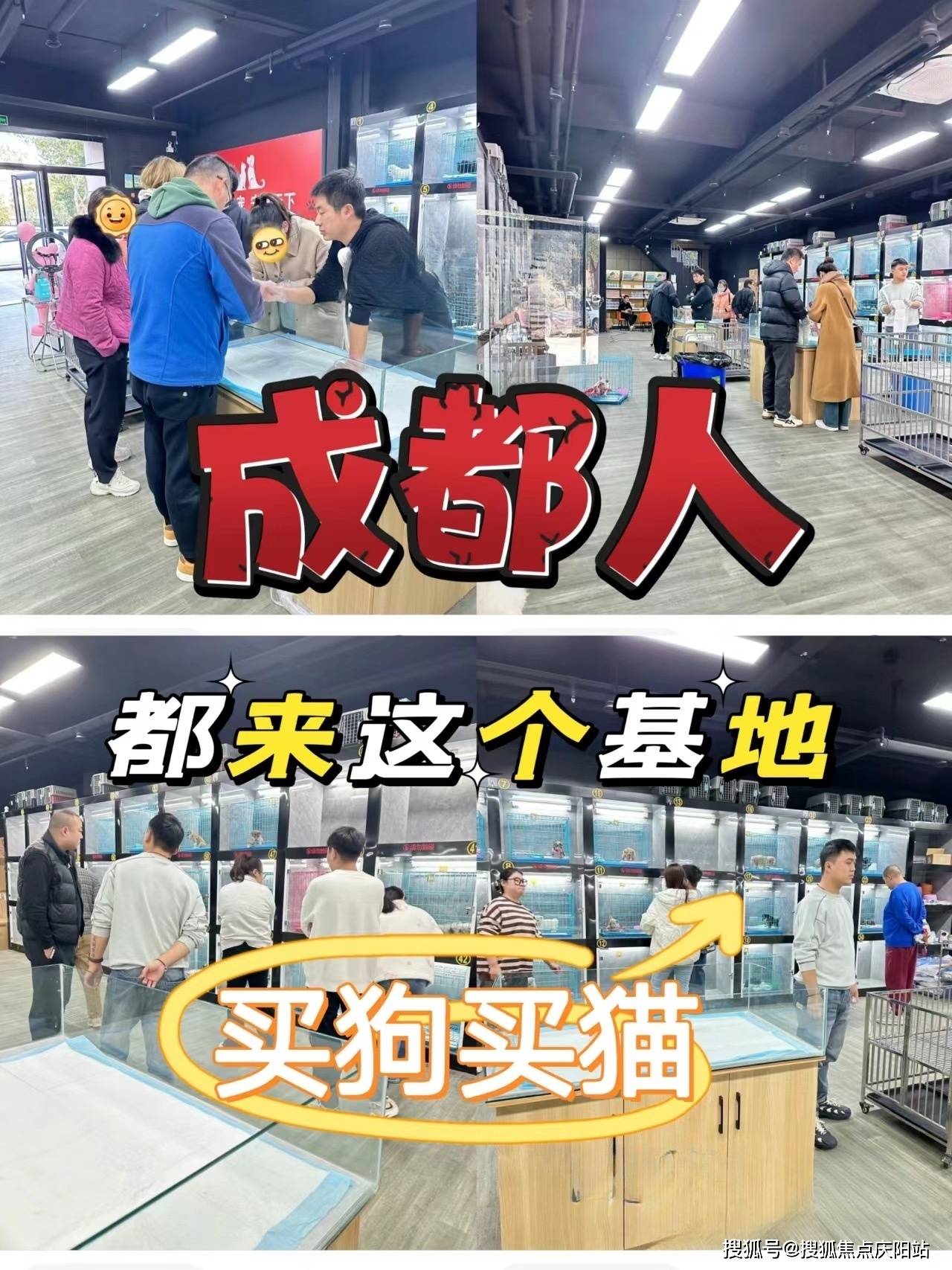 这里安全可靠还能实体店挑选宠物!_购物_品种_生命