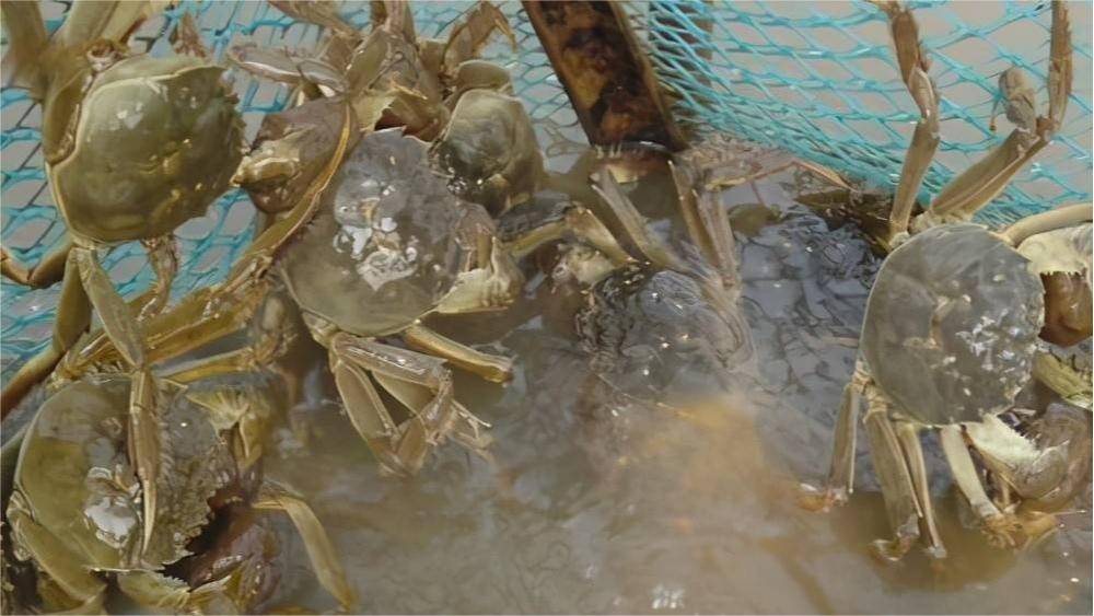 水产养殖螃蟹塘高温能肥水吗螃蟹塘高温天可否使用有机肥速看