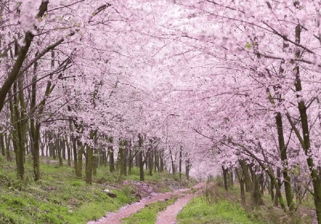 平坝樱花最佳观赏期平坝樱花全攻略特此写下这篇攻略防坑必备