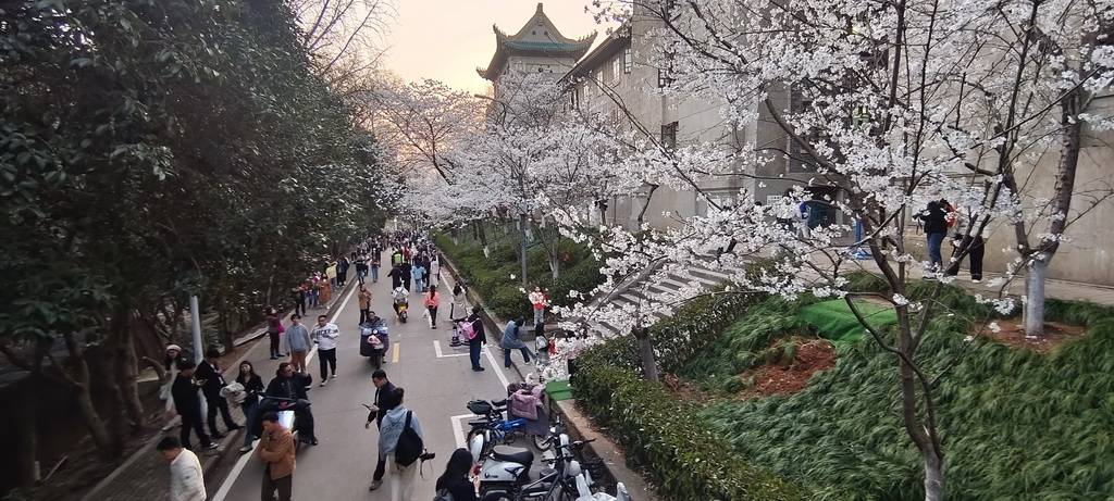 武汉大学樱花大爷 康强武汉_专业_沦陷_武昌