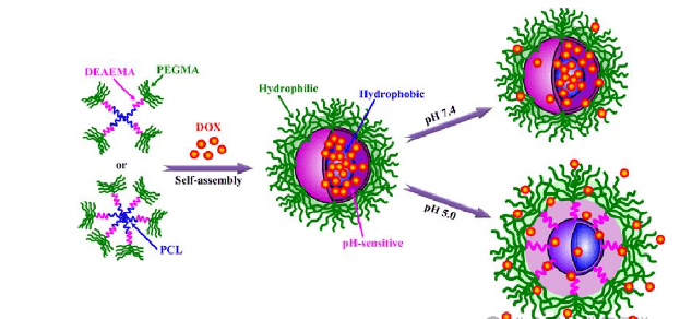 tanshtechph响应型聚合物胶束定制和介绍