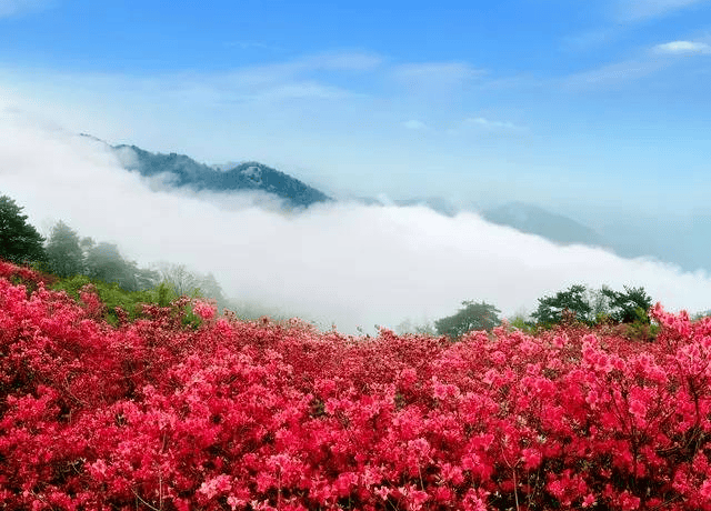 毕节百里杜鹃门票图片