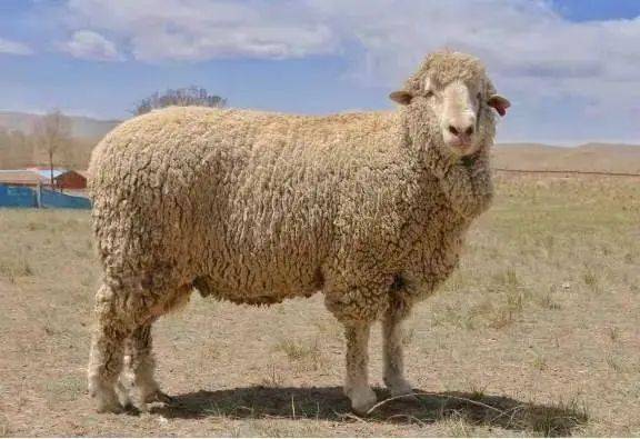 中国最大的山羊品种图片