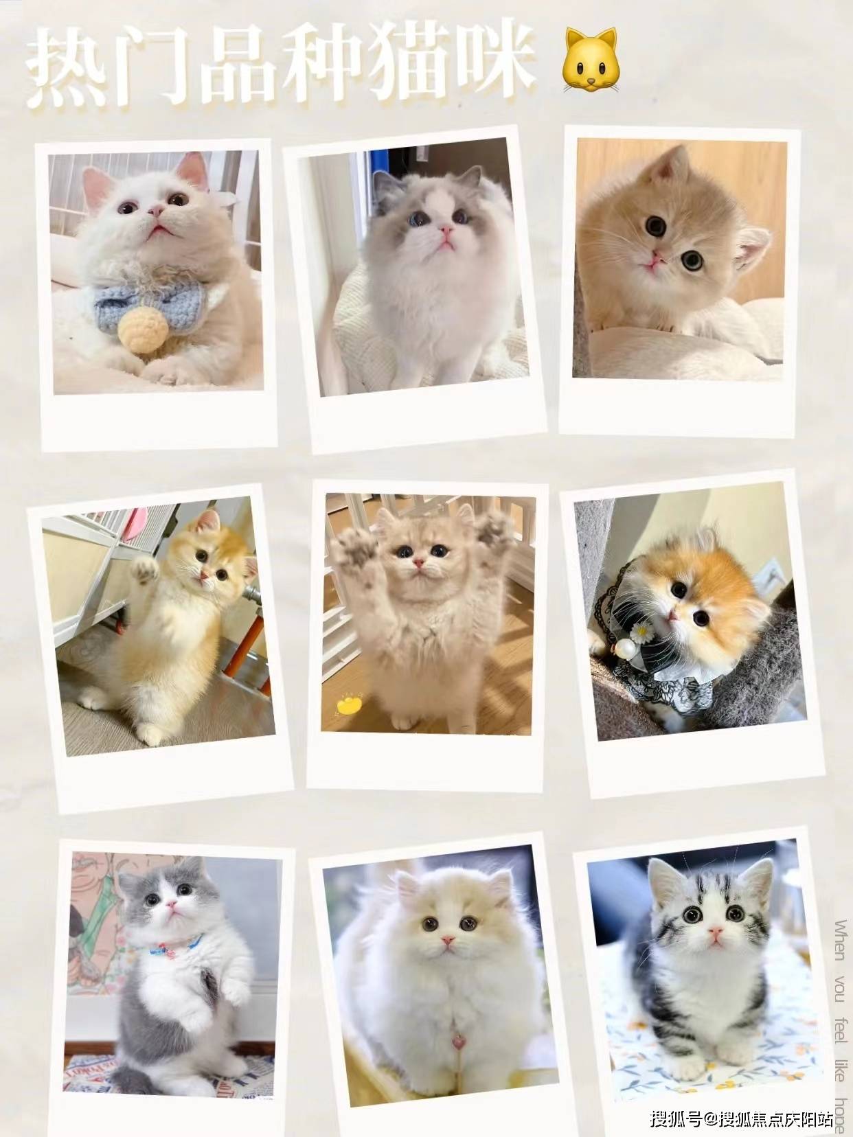 南京买银渐层首页网站丨银渐层什么价格南京银渐层什么价格丨买宠物