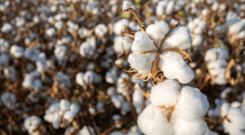 棉花记忆详解_棉田_时候_果枝