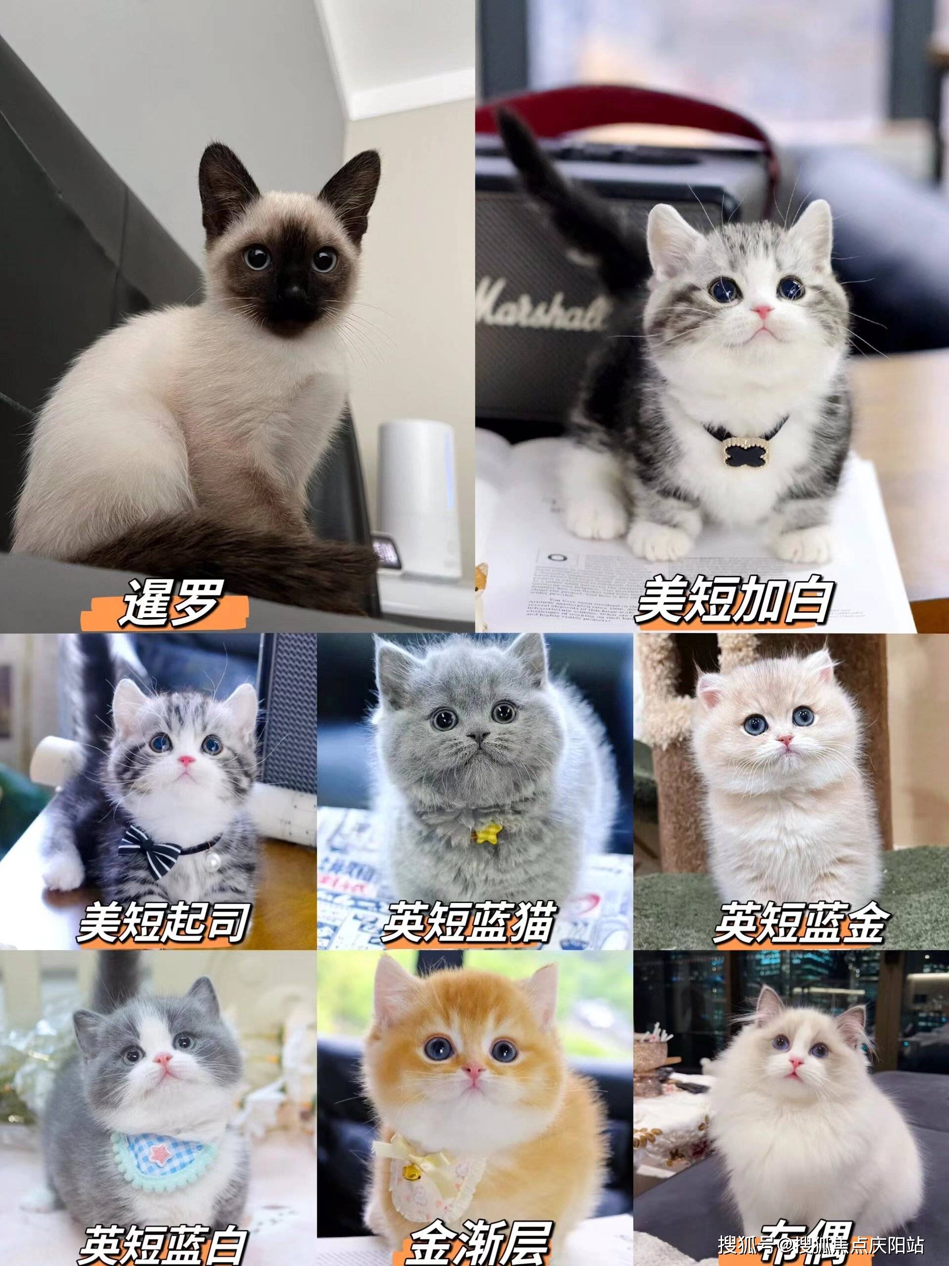 宁波买金渐层首页网站丨金渐层猫咪什么价格宁波金渐层猫咪什么价格丨