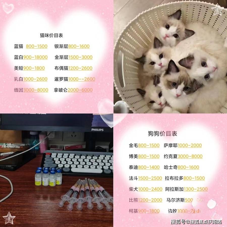 温州买金渐层首页网站温州温州哪里可以买到金渐层丨买金渐层去哪里买