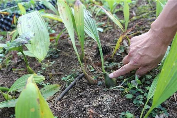 大环境下,中药材种植是不错选择,你可以试试冰球子_中草药_市场_种苗