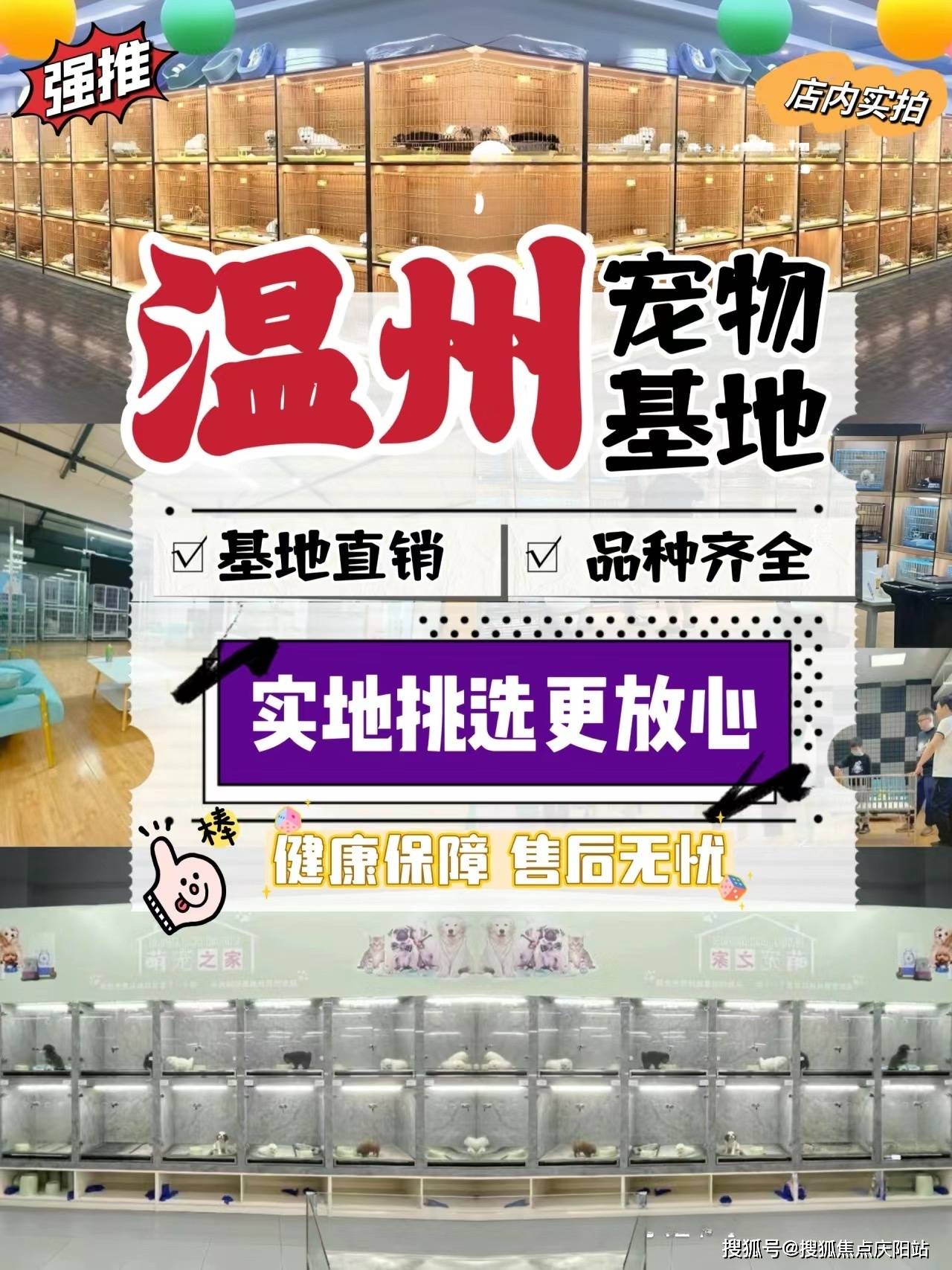 温州买金渐层首页网站温州温州买金渐层最好去哪里买丨买金渐层去哪里
