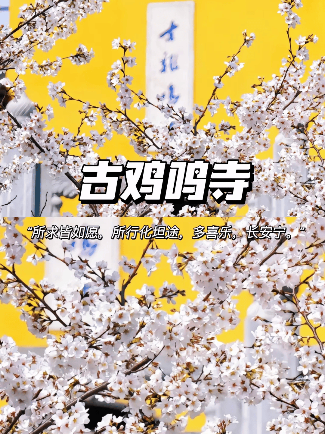 一日游,来趟南京看花吧,夸南京一万遍,不及你来看一眼_樱花_门票_南园