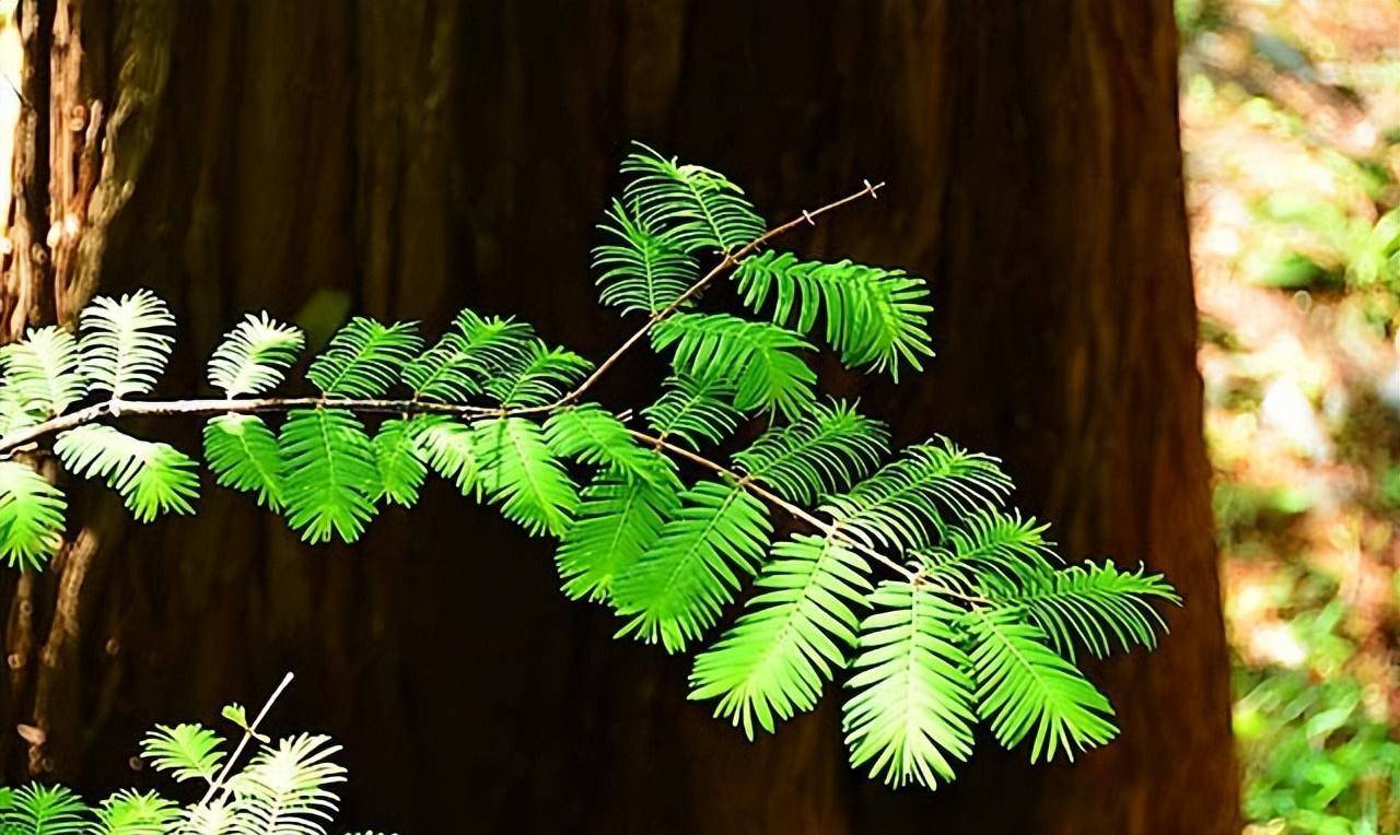 70年前上美国头条扬名世界堪称国宝,70年后沦落荒野无人问津_水杉_动