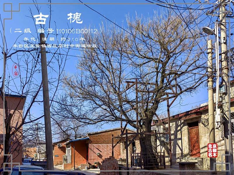 原创丰台区王佐镇西庄店村的一棵古槐