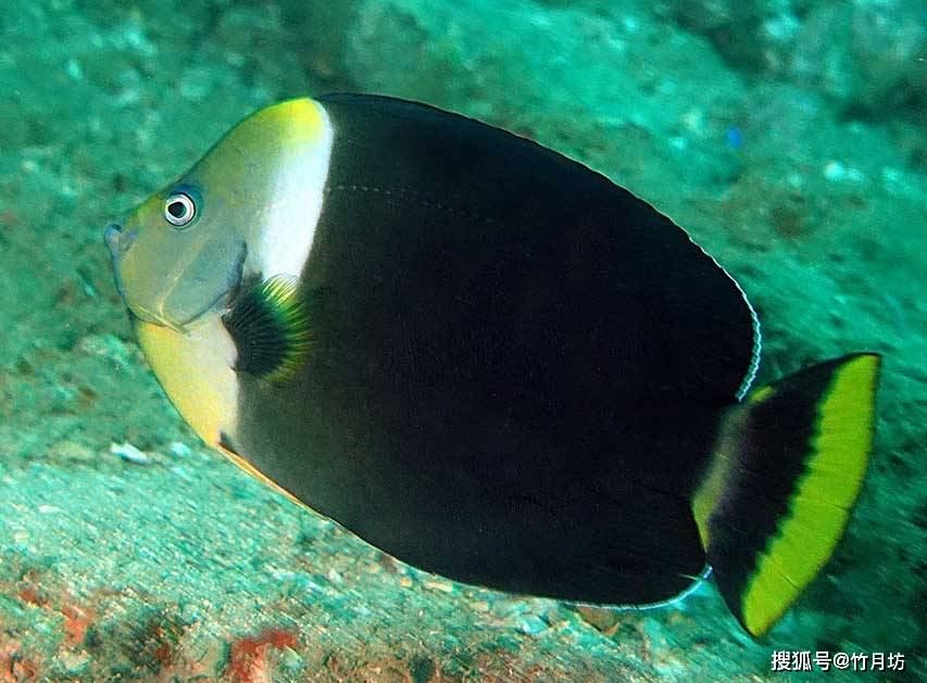 罩面荷包鱼chaetodontopluspersonifer