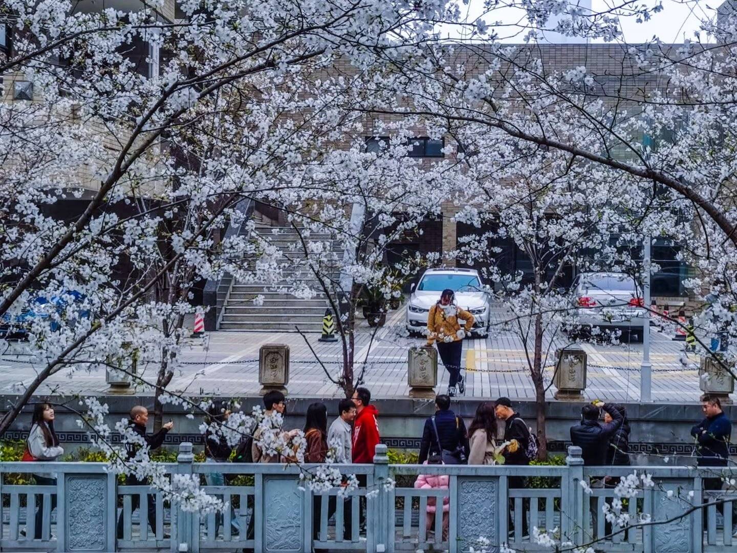 惊艳!南京珍珠河落樱缤纷