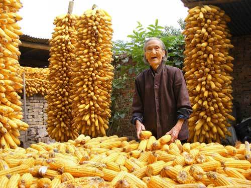 玉米是如何从它的发源地传播到世界各地的