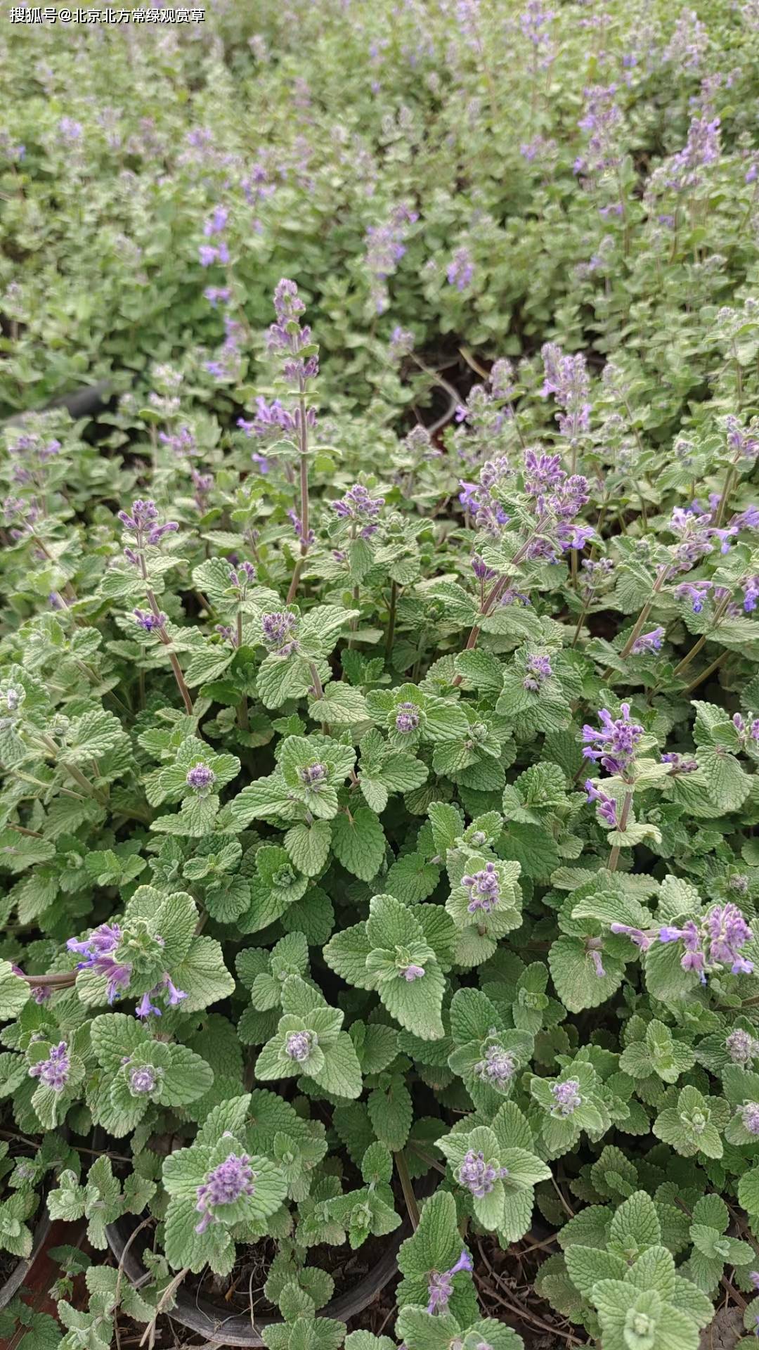 荆芥真实图片