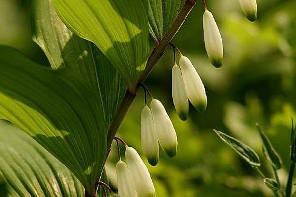 帮国农黄精种植 拥有很大的市场前景广阔_生活_人们_传承