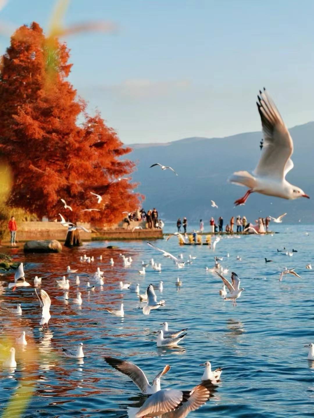 香格里拉:普达措公园,虎跳峡,独克宗古城,梅里雪山,白水台,松赞林寺