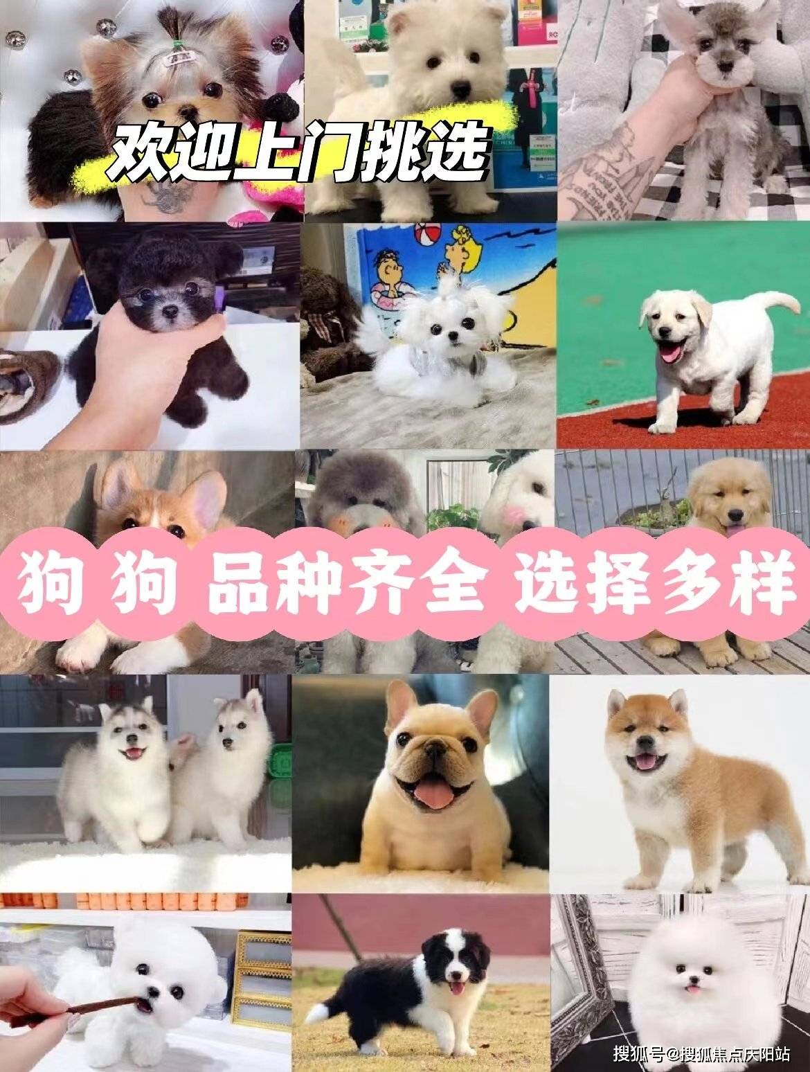 长沙暹罗猫首页网站长沙哪里可以买到暹罗猫丨哪里可以买到暹罗猫