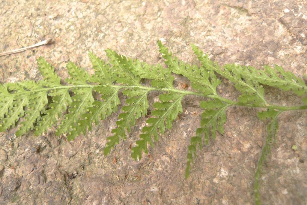 我见到的山东本土野生植物(五)