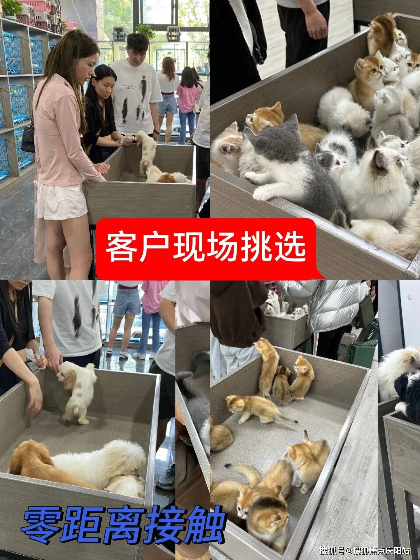 南昌看宠物联系方式:400-1393-267 南昌看宠物联系v:173 7034 9066