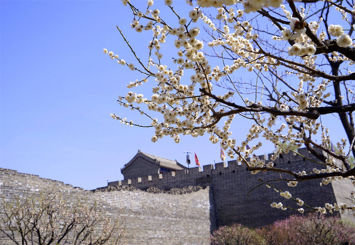 花为媒的明城墙遗址公园_梅花_人们_鲜花