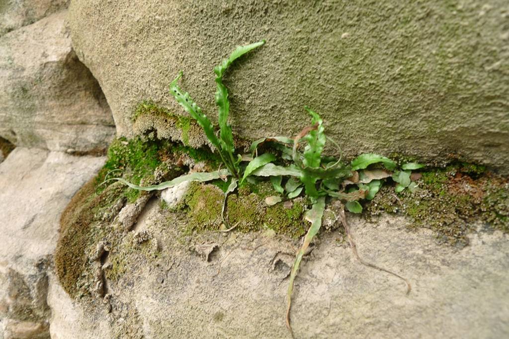 我见到的山东本土野生植物(七)_主治_中草药_汇编
