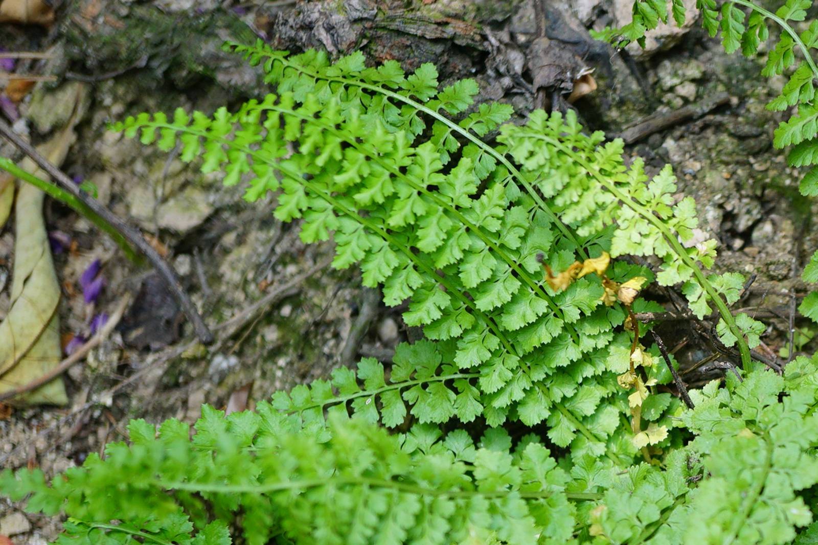 山上野生植物图片大全图片