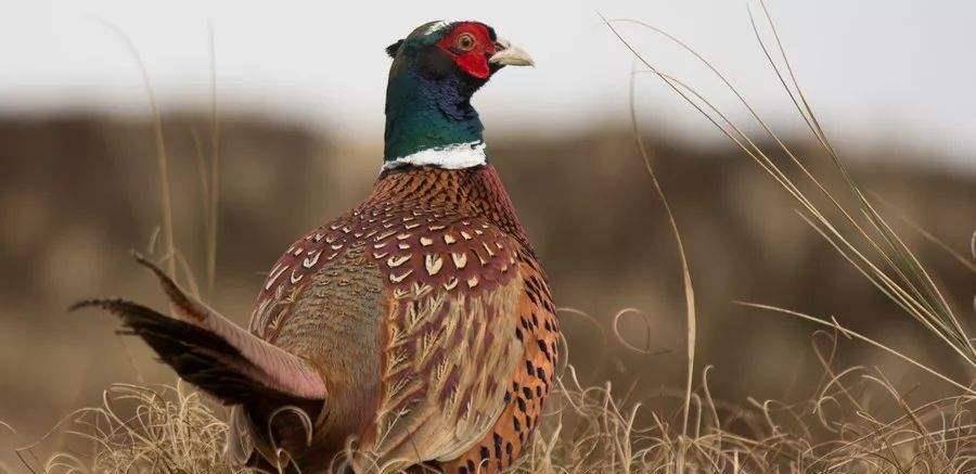 古代关于立冬之日的征兆,你知道多少_野鸡_西北_物候