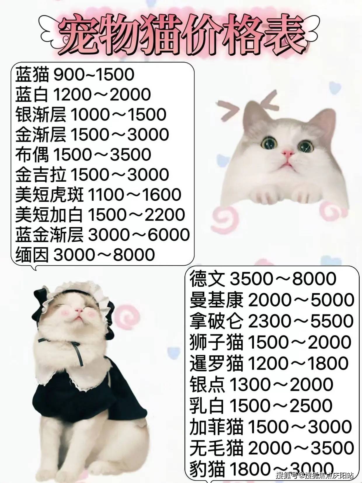 买金渐层猫咪首页网站南昌金渐层猫咪什么价格丨南昌金渐层什么价格