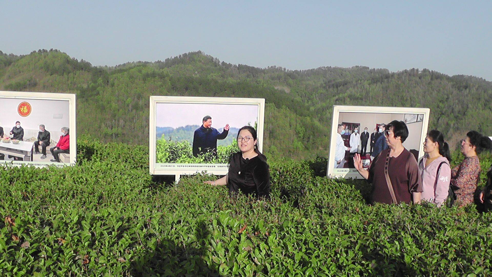 安康平利蒋家坪因茶兴业致富聚焦_茶园_的发展_绿色