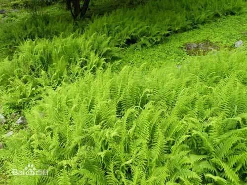 吃重金属的蕨菜