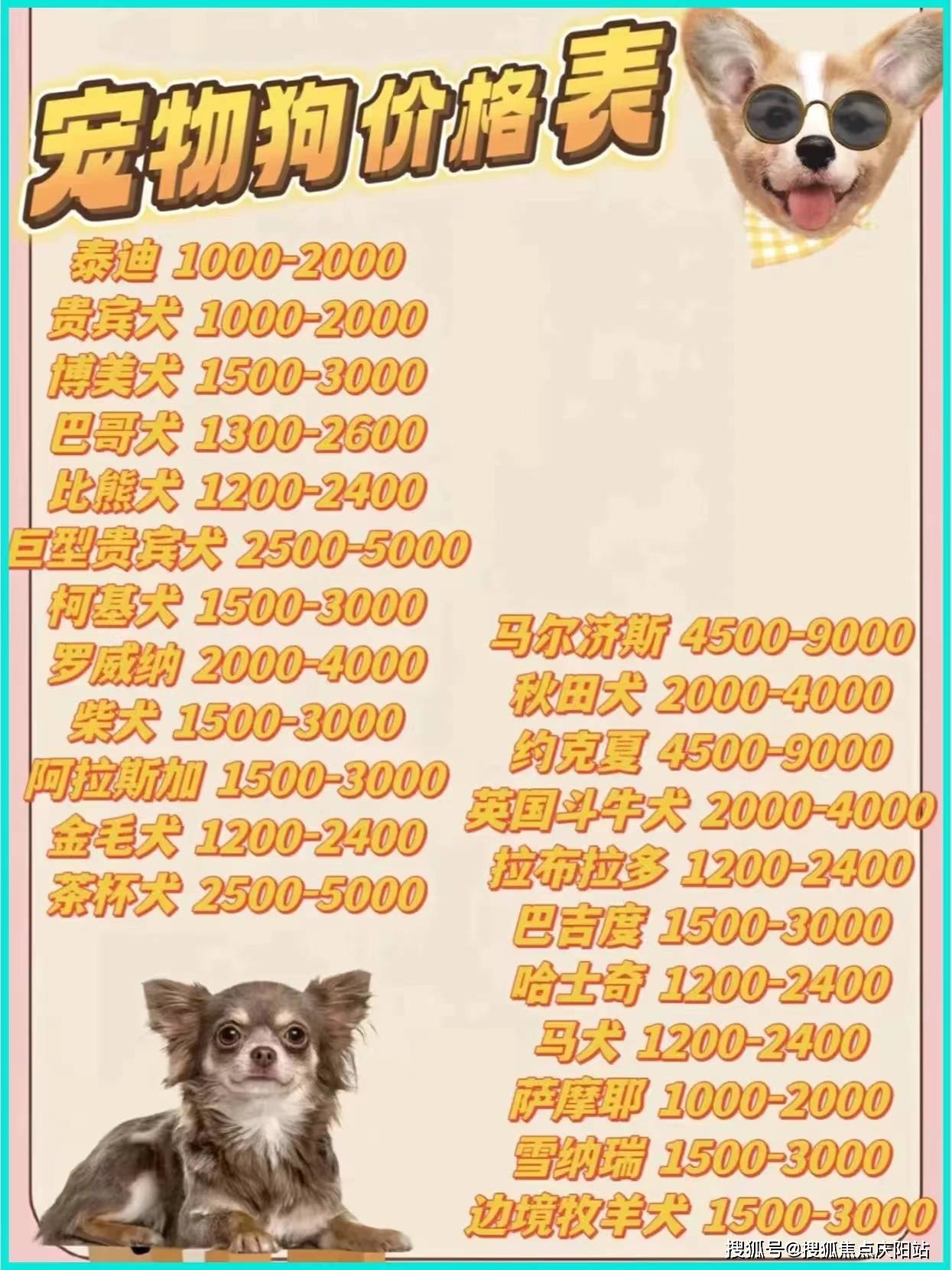 桂林买宠物首页网站丨哪里可以实体店看宠物(桂林)哪
