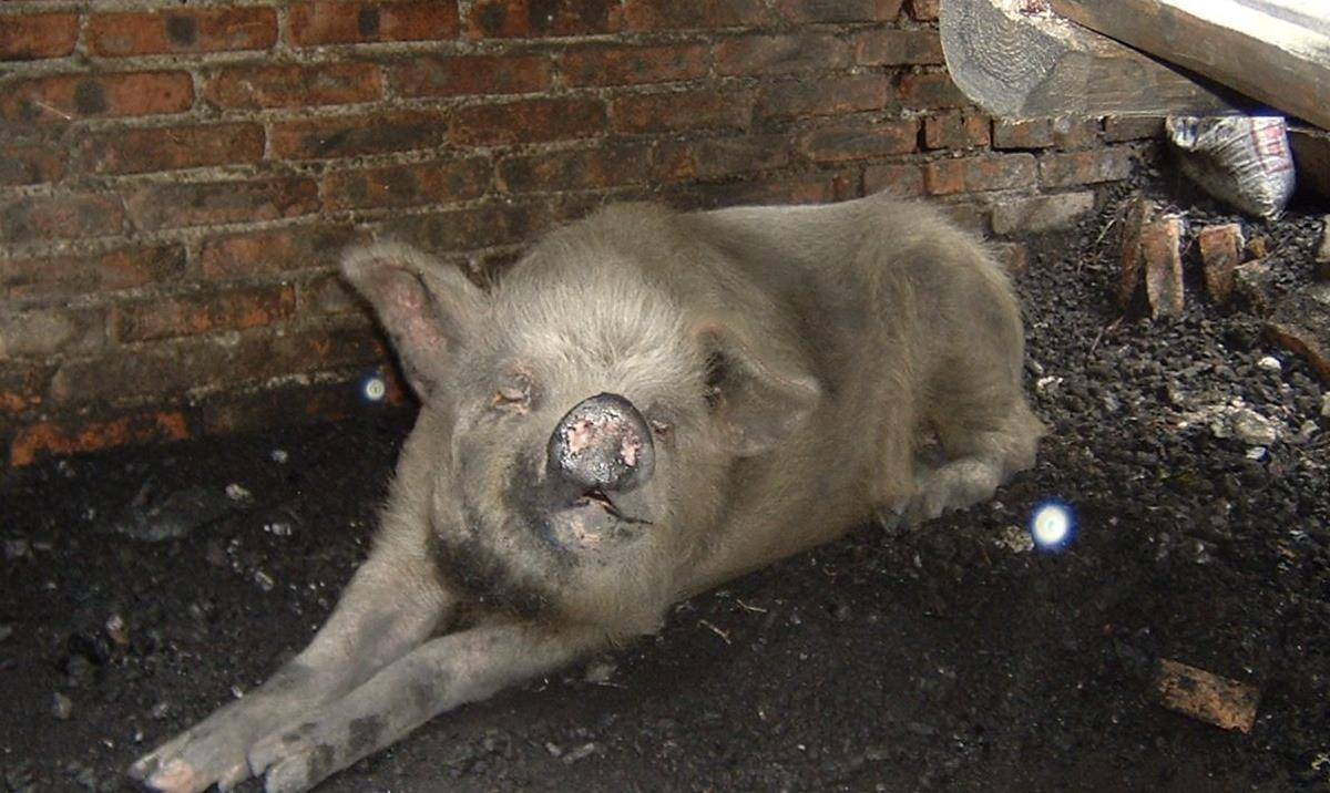 原创汶川地震爆发时,猪坚强被埋36天,13年后现状如何?