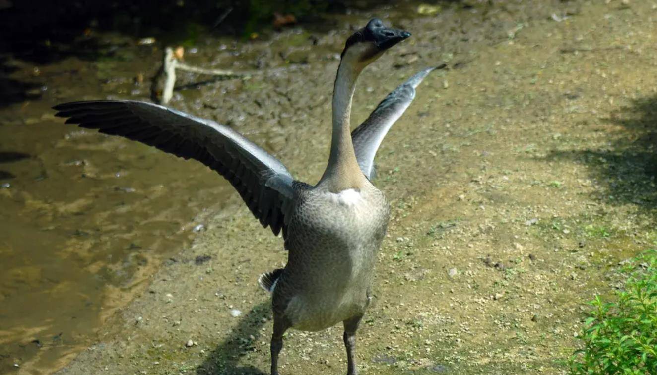 原创原创2009年22岁神鹅能看门会带娃有人三次高价求购主人都不卖