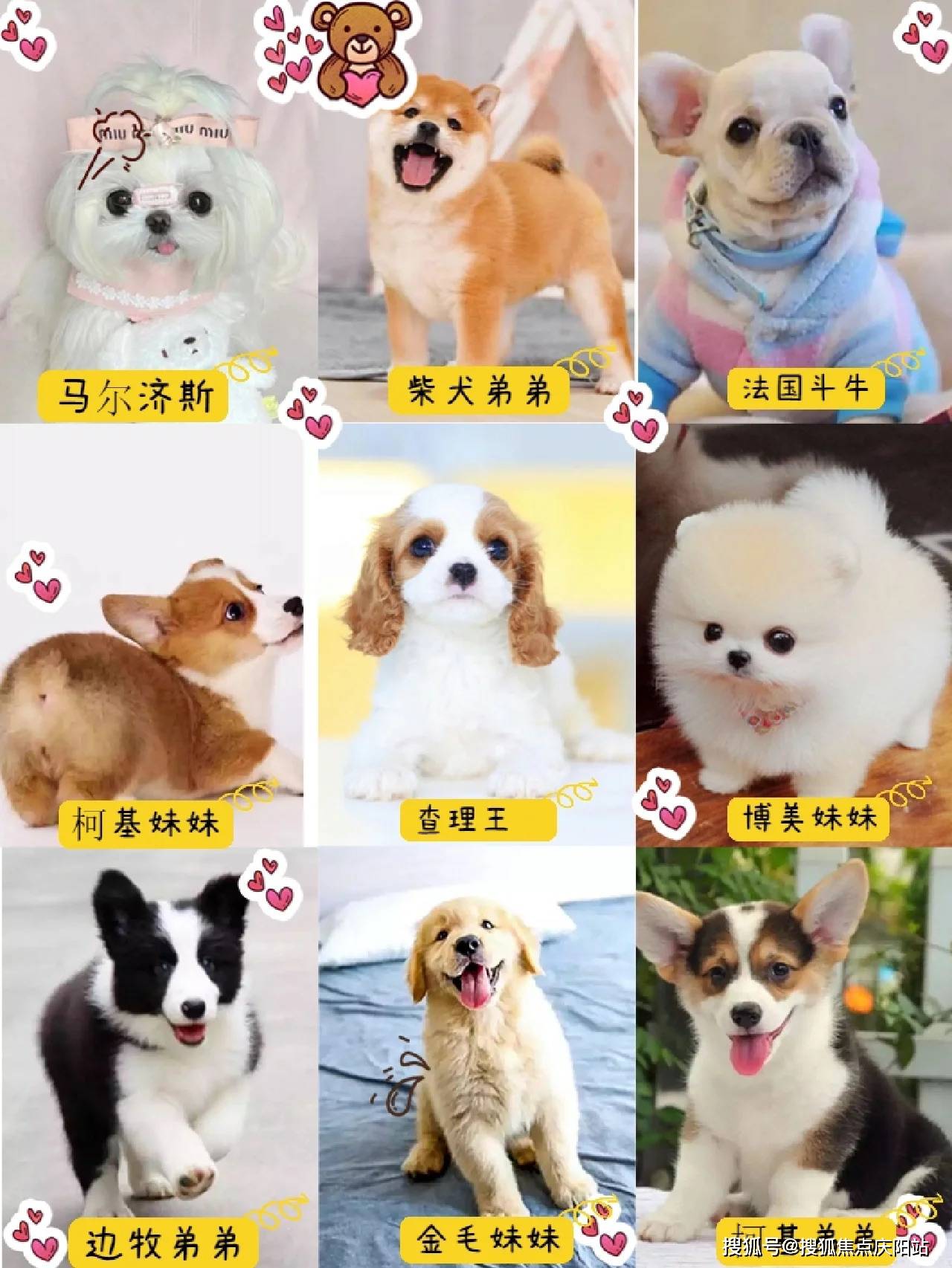 买拉布拉多首页网站(上海闵行区)买拉布拉多幼犬的地方?