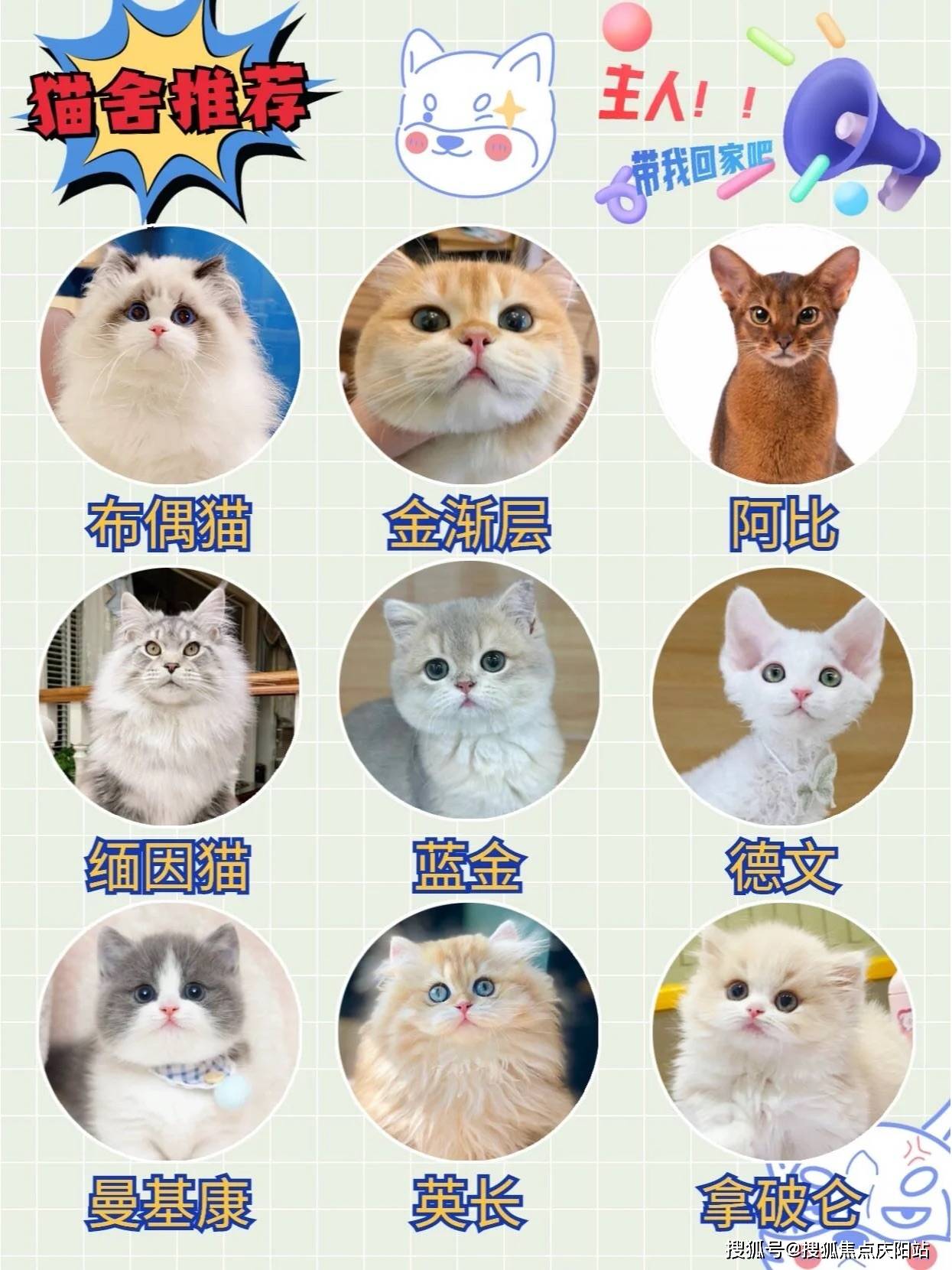 买博美首页网站上海闵行区博美幼犬多少钱一只